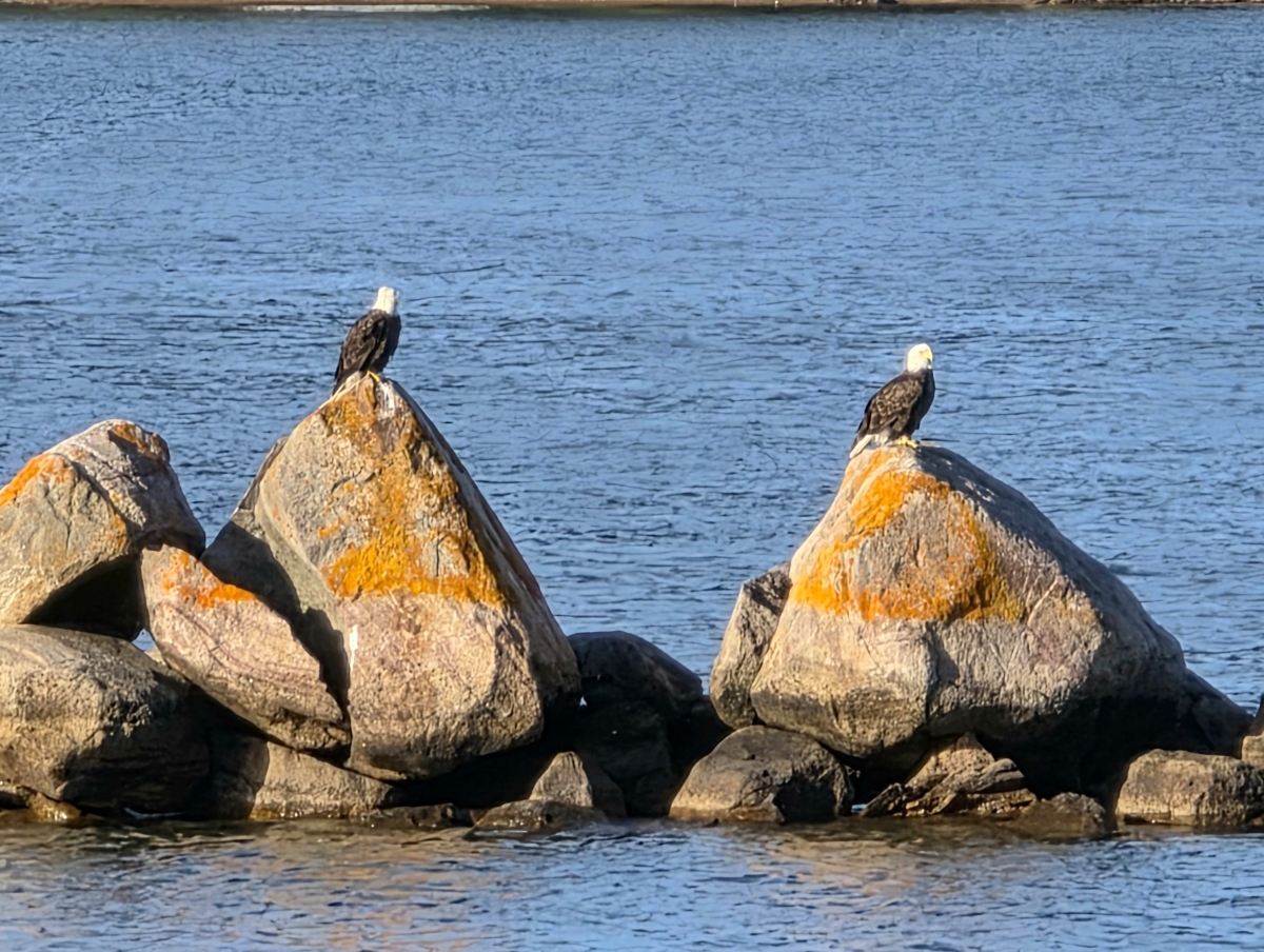 Bald eagles spotted on small island during the Soo Lock Boat Tours voyage on the St. Mary's River in Michigan's Upper Peninsula